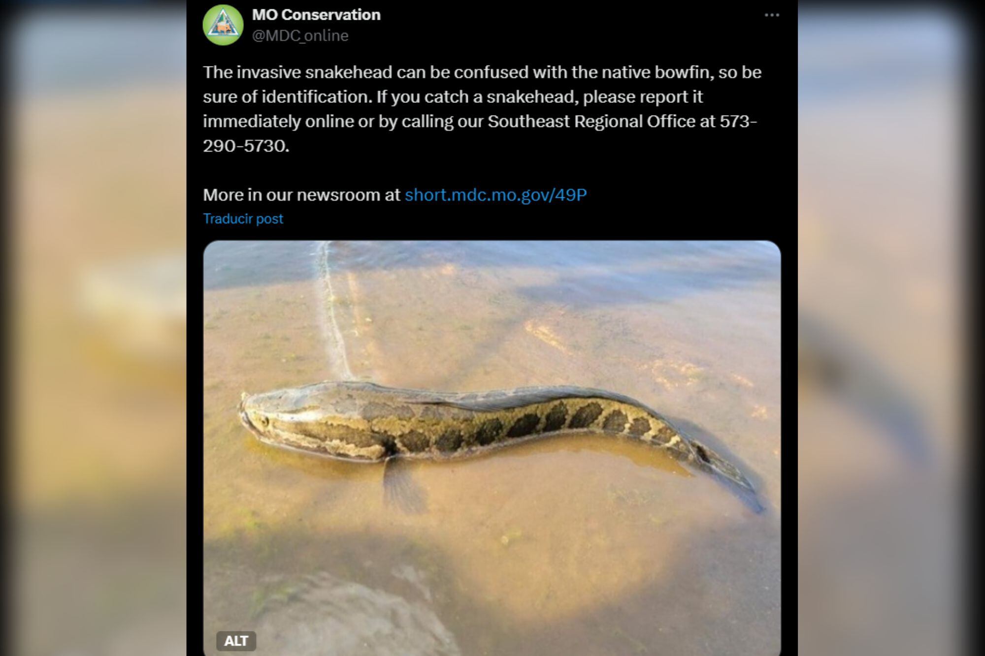 Las autoridades estadounidenses advierten de esta especie invasora