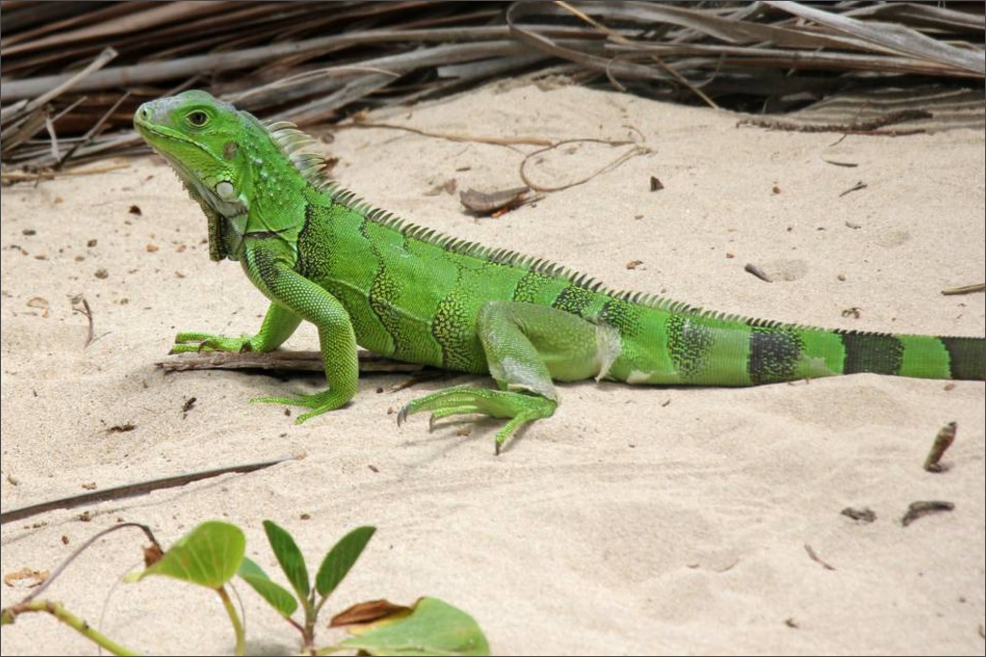 Cuántas iguanas congeladas han sido capturadas en Florida durante los últimos días invernales