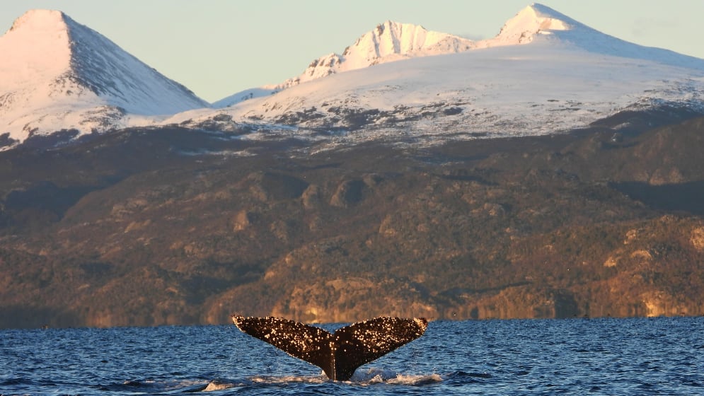 El regreso de los gigantes: décadas sin caza permitieron recuperar una postal que el Canal Beagle había olvidado