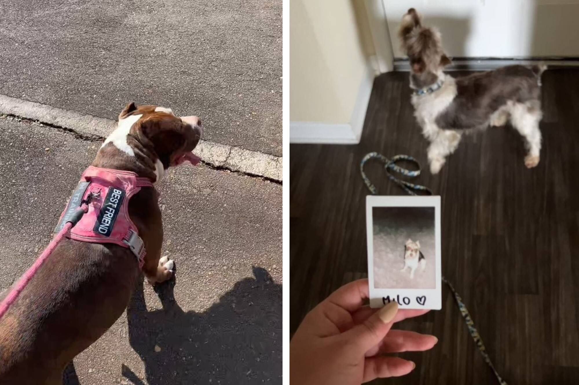 Otros clientes de la joven, que dice que cuidar perros es uno de los trabajos que más le gusta hacer en EE.UU.