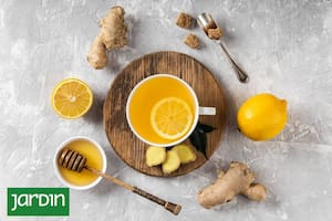 Cuál es la manera correcta de preparar el jengibre y cómo cultivarlo en casa