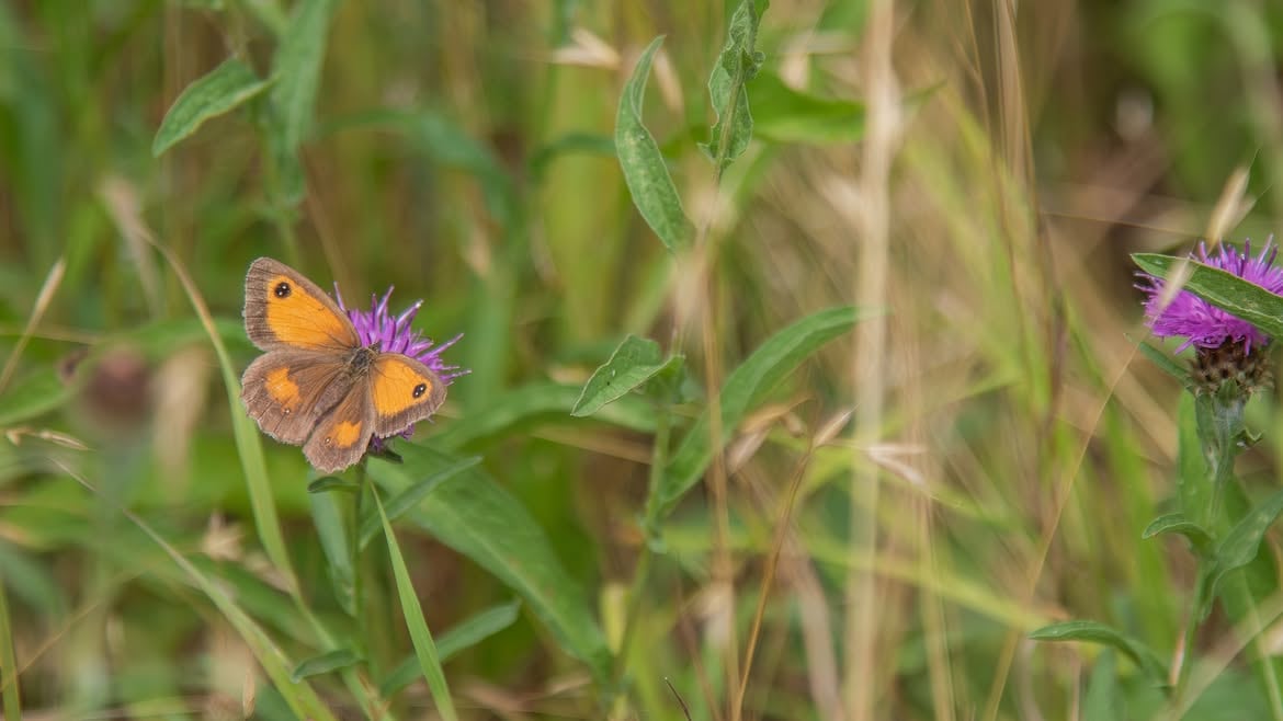 Más de 20 especies de mariposas fueron registradas en Strawberry Hill
