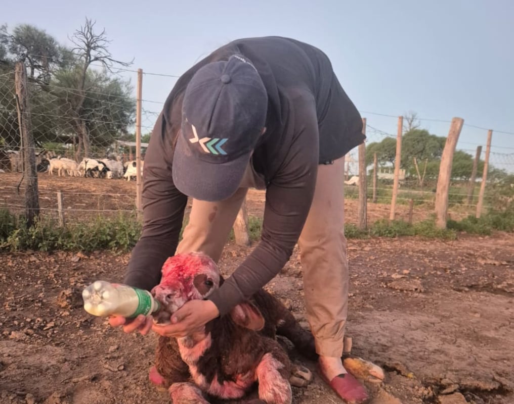 La recorrida implica observar cada detalle: si una vaca está por parir, si ya lo hizo, si el ternero mamó y cómo está el ombligo