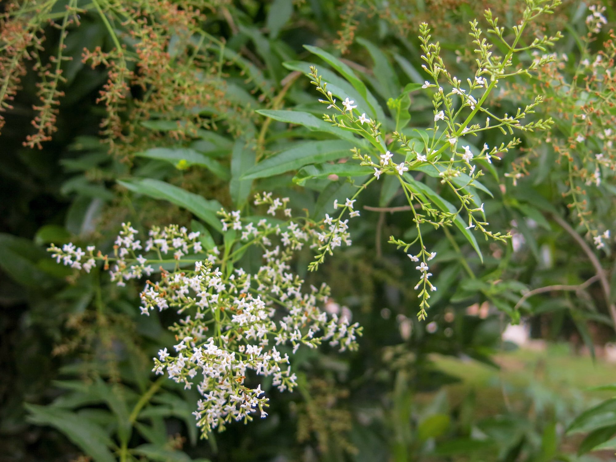 El cedrón despliega un perfume cítrico inconfundible y es reconocido por su efecto relajante sobre el sistema digestivo