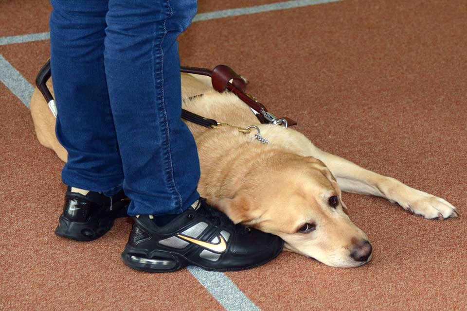 Cualquier persona con bastón blanco o perro lazarillo tendrá prioridad