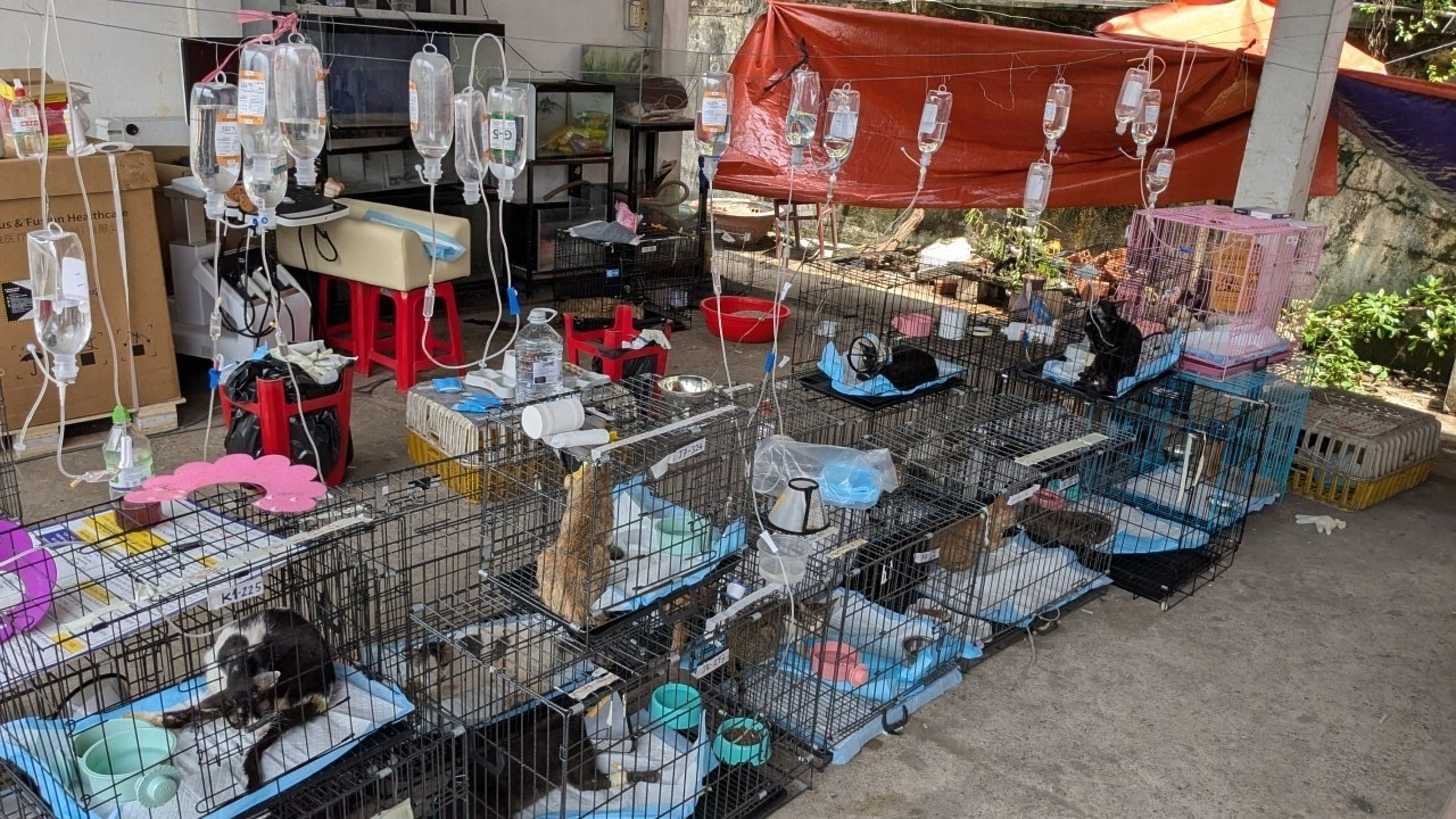 La policía de Vietnam rescató más de 400 gatos que iban a ser vendidos como alimento