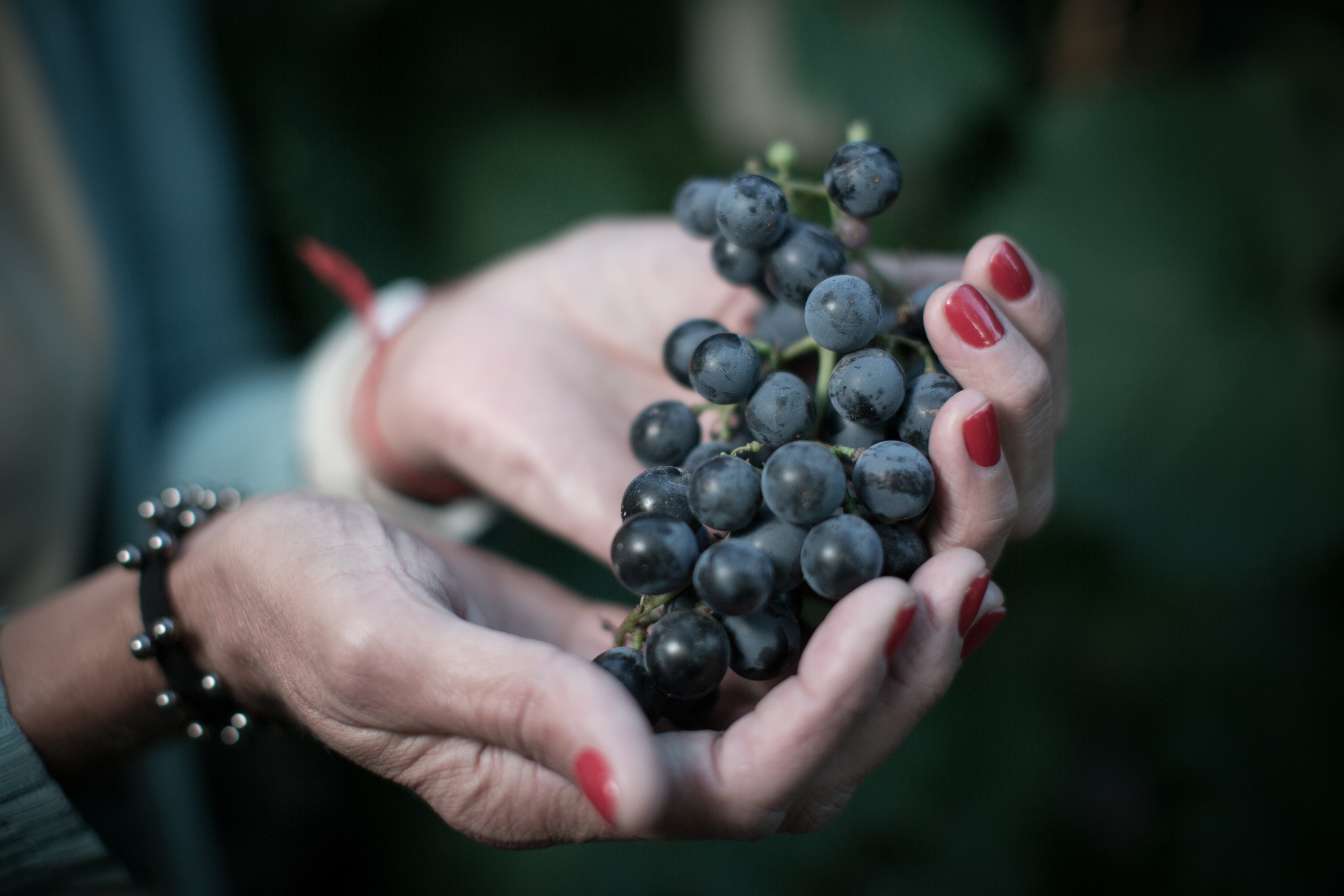 El Malbec es una variedad de uva morada usada para la elaboración de vinos tintos y blancos