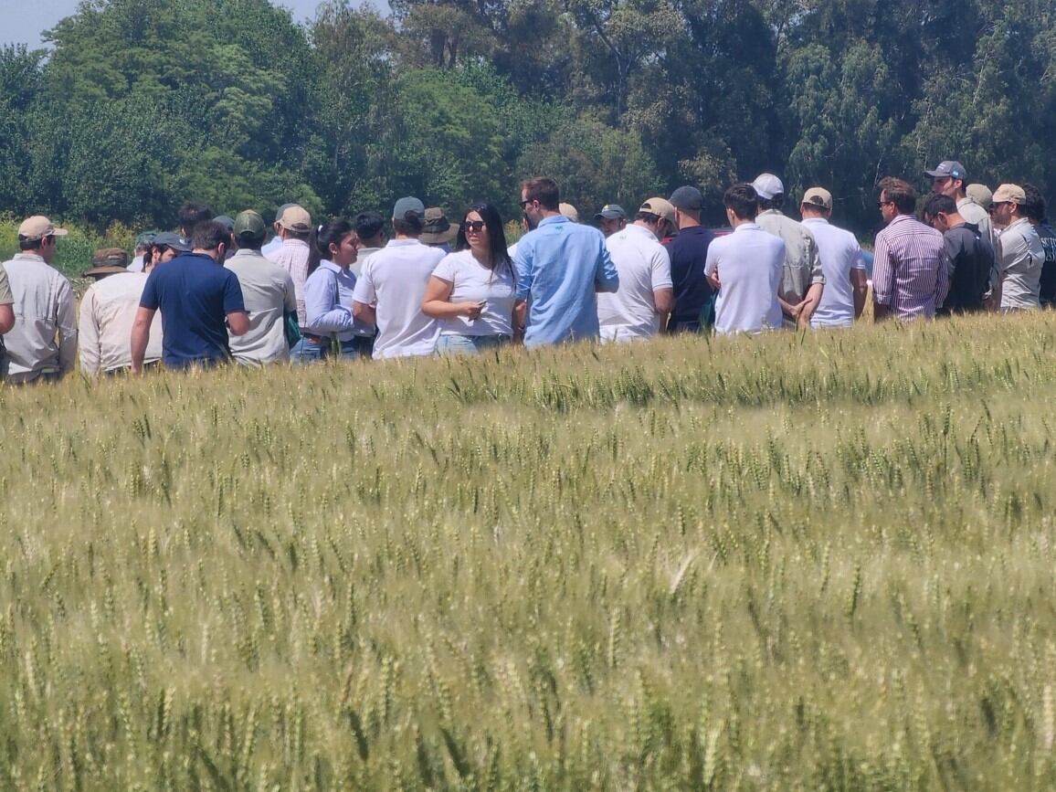 Trigo 2026: una marca destaca la mejora de la competitividad para apostar al cultivo