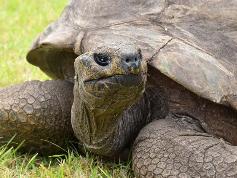La historia de la tortuga Jonathan, dueña del Récord Guinness con 193 años de vida