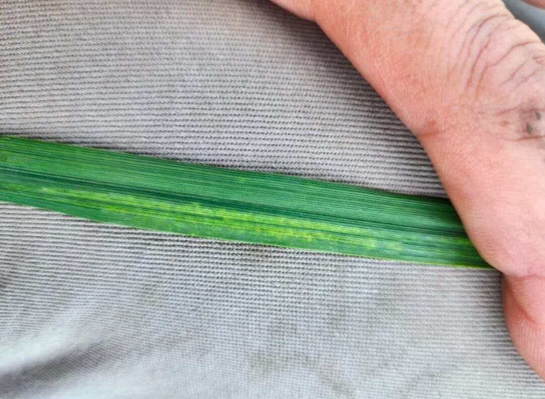 Se aplican fungicidas para tratar de llegar con los cultivos sanos a hoja bandera (Z 39)