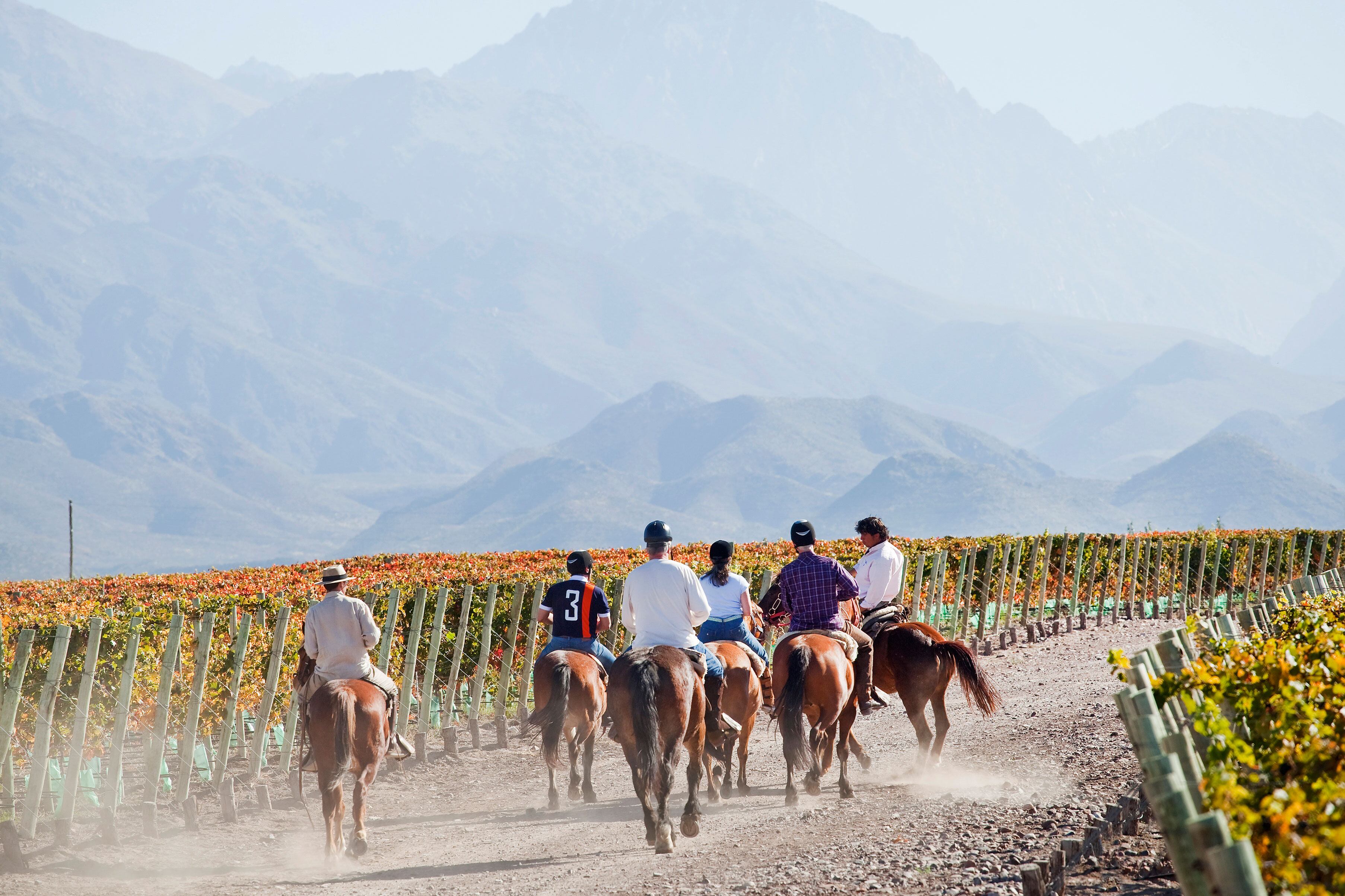 Quienes no buscan construir una casa pero sí participar del proyecto, se pueden adquirir parcelas de viñedo desde 3.000 m², con tickets que van desde US$50.000 en adelante