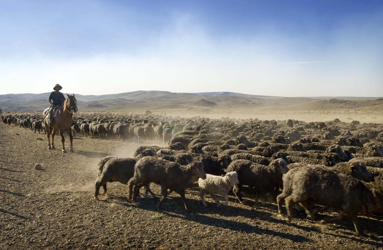 Plan binacional: comienza un ambicioso programa para regenerar 150.000 hectáreas 8 Buscan mejorar suelos y producción ganadera en la Patagonia con un plan binacional