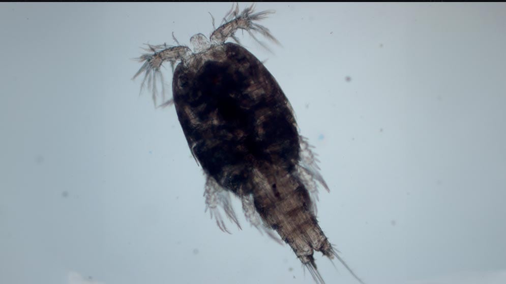 Copepod (Pseudotachidius sp.) forma parte de un grupo de crustáceos fundamentales en los ecosistemas de las profundidades marinas