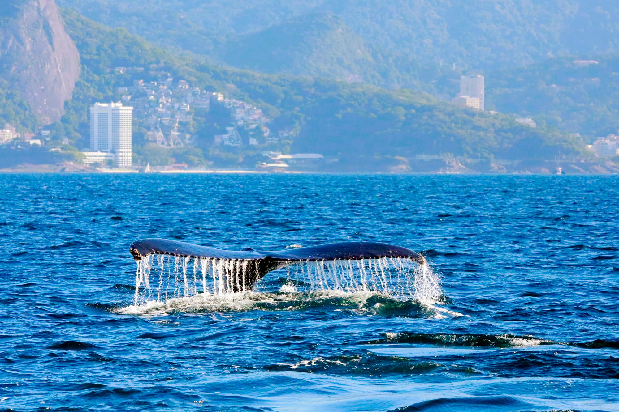Las ballenas jorobadas son famosas por sus saltos acrobáticos