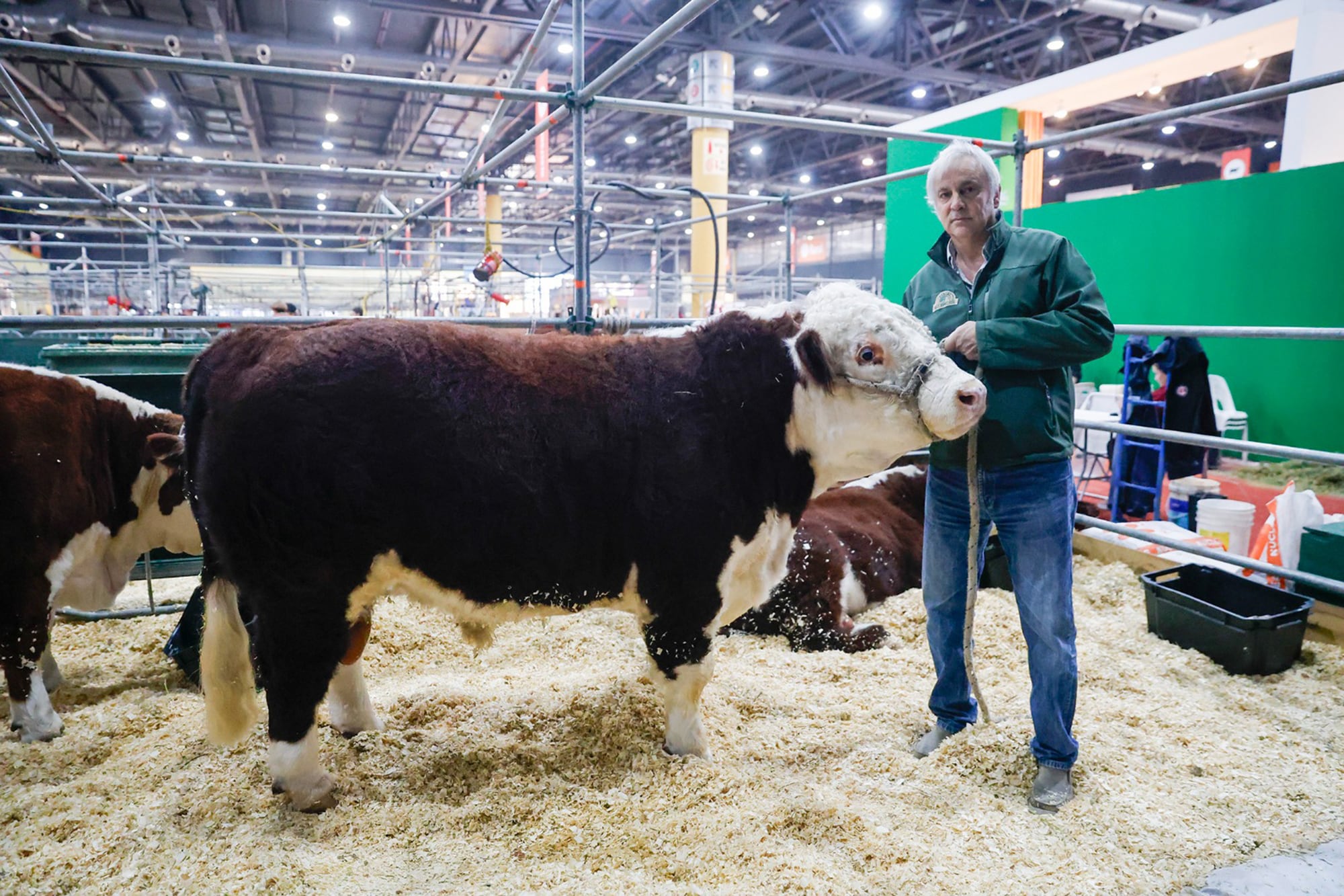 El otro Mundial: en Palermo juegan los mejores toros y vacas del país con los DT de lujo