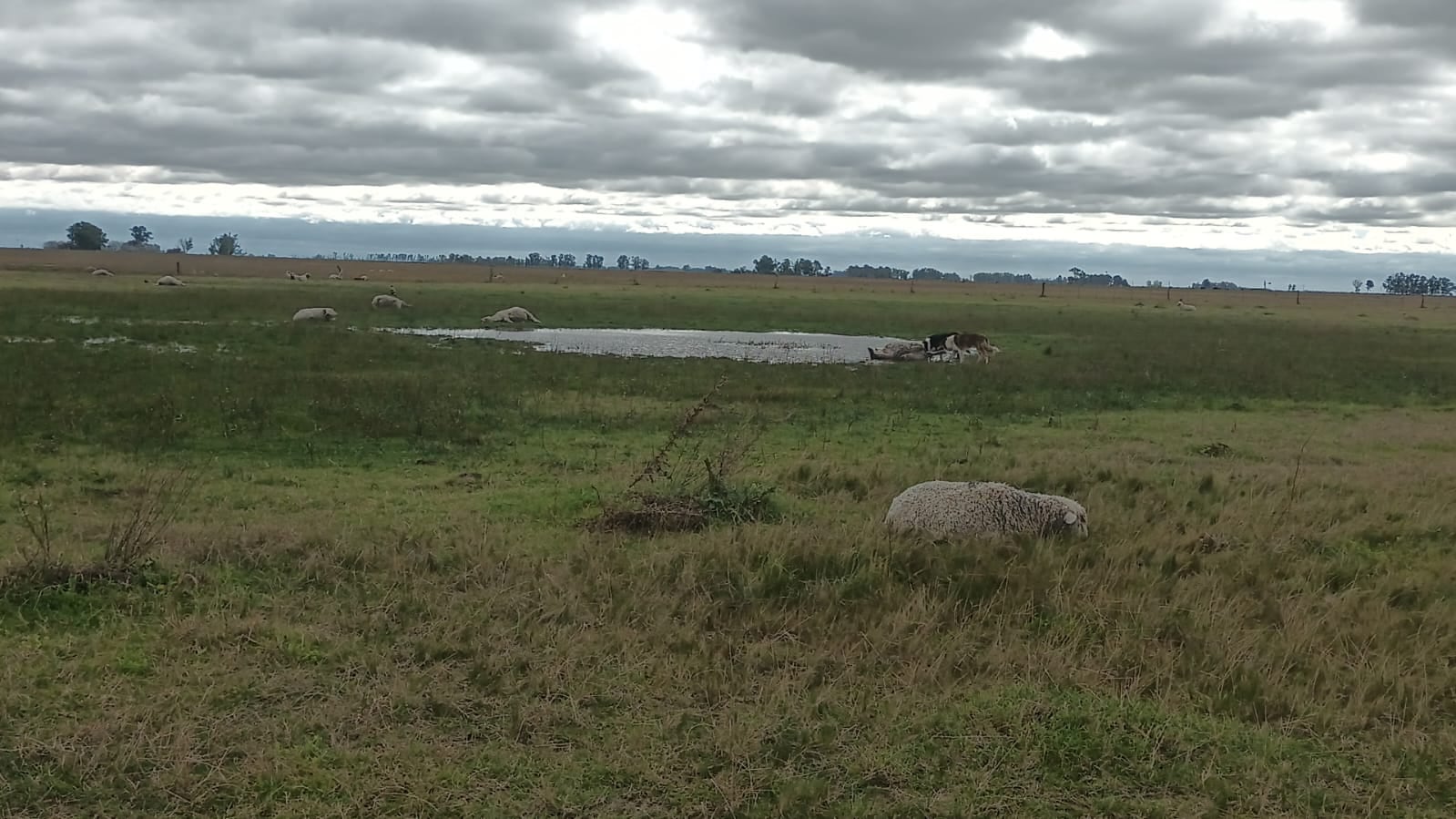 Las ovejas quedaron tiradas y heridas a cientos de metros del lugar donde estaban antes del paso del tornado