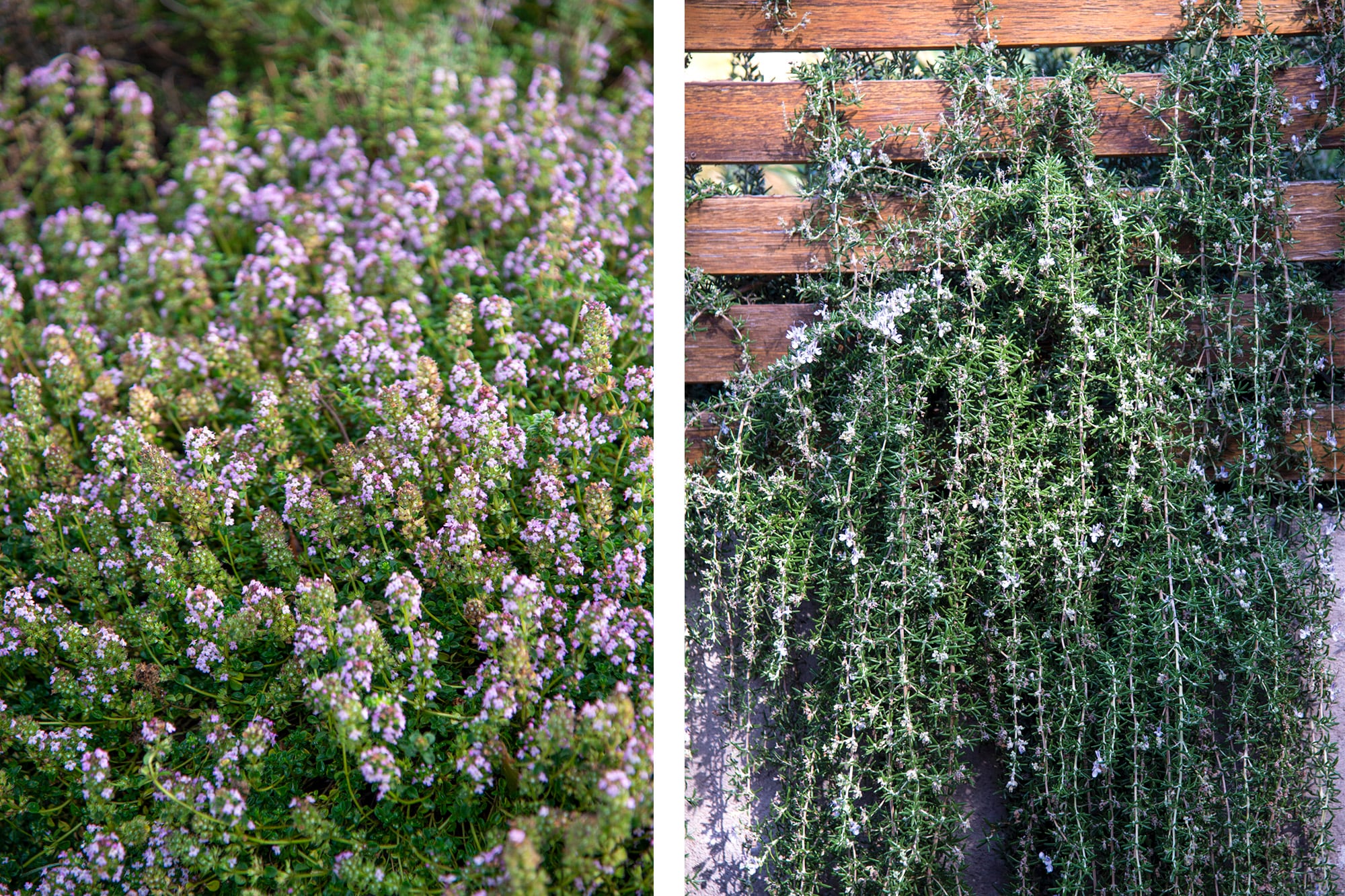 Las plantas aromáticas son ideales para los jardines ninja, porque subsisten en condiciones adversas