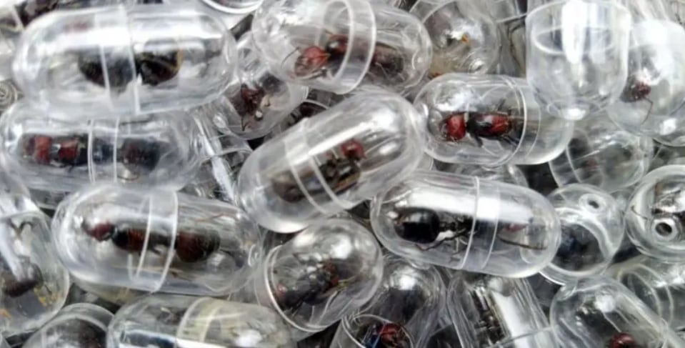 Detienen En Kenia A Ciudadano Chino Por Contrabando De Hormigas Reina