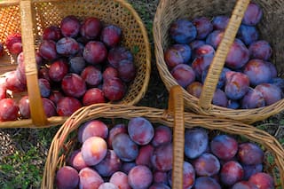 Las ciruelas ahora están en su mejor momento