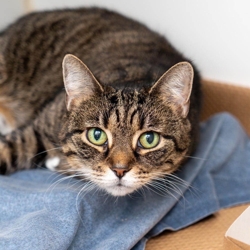 Pumpkin tiene diez años.