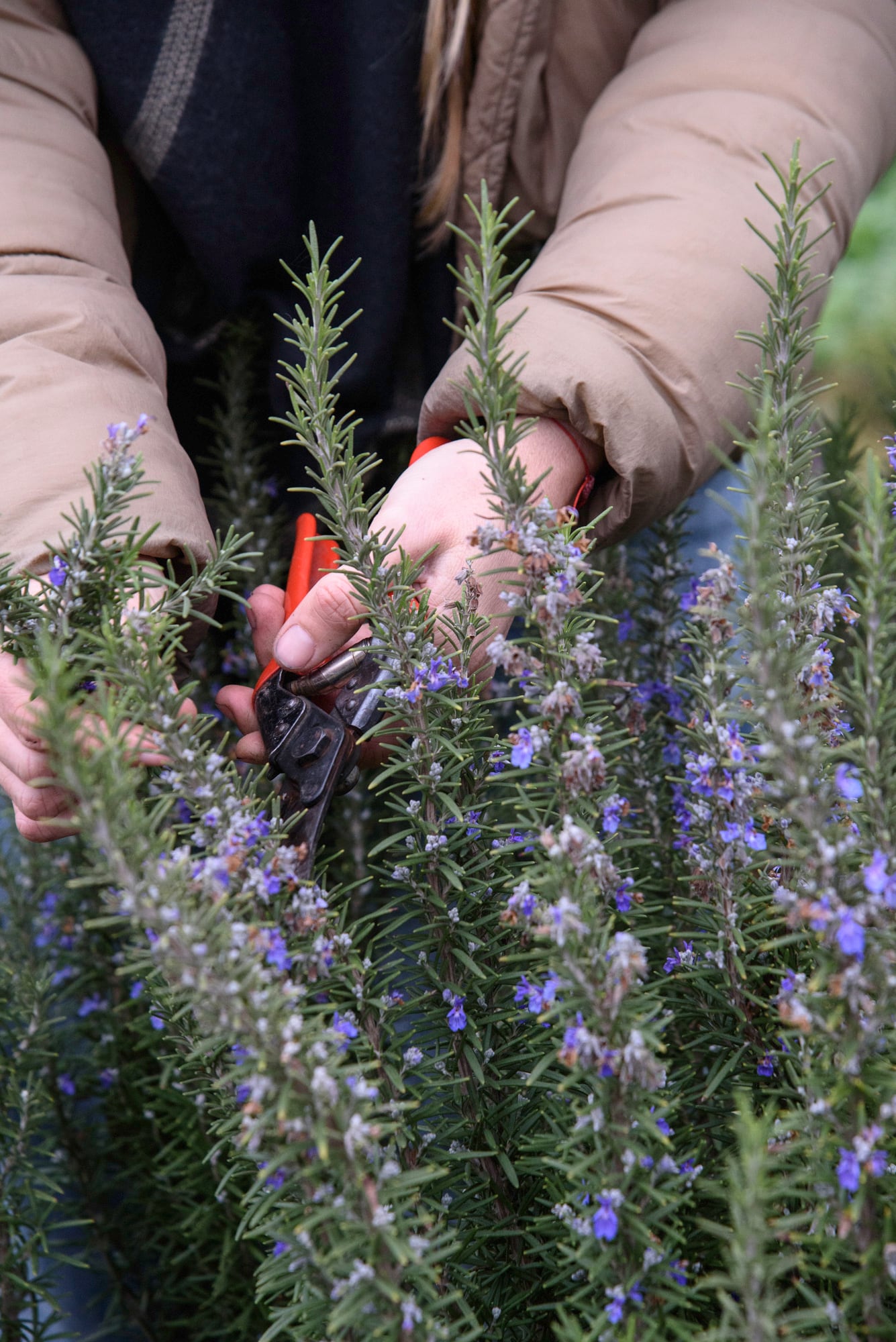 Una poda excesiva puede alterar la capaciodad de las plantas de responder al frío