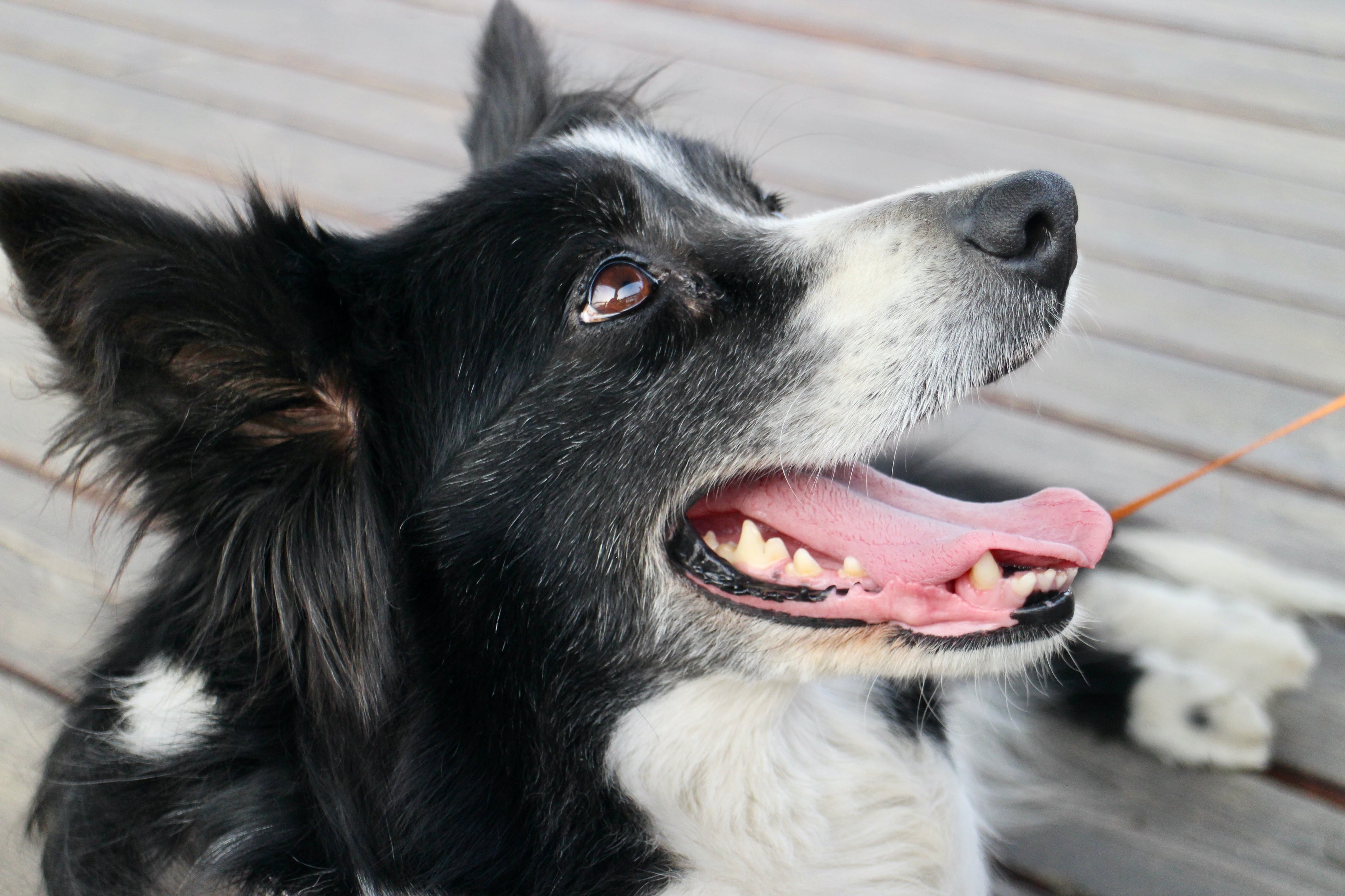 El border collie es considerado una de las razas más amigables