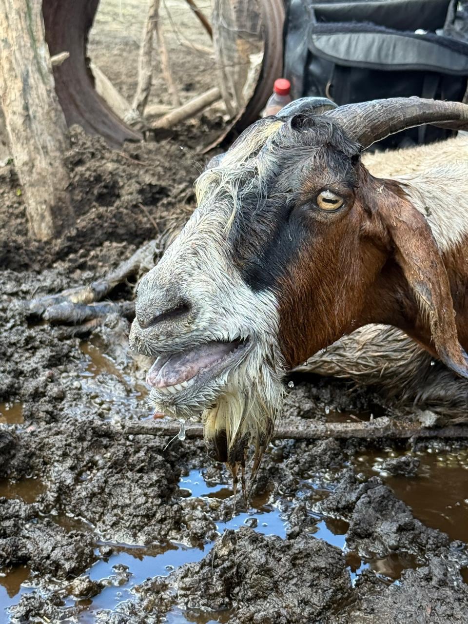 Los animales enterrados sufrían cuadros de deshidratación (Foto: Gentileza Fernando Pieroni)