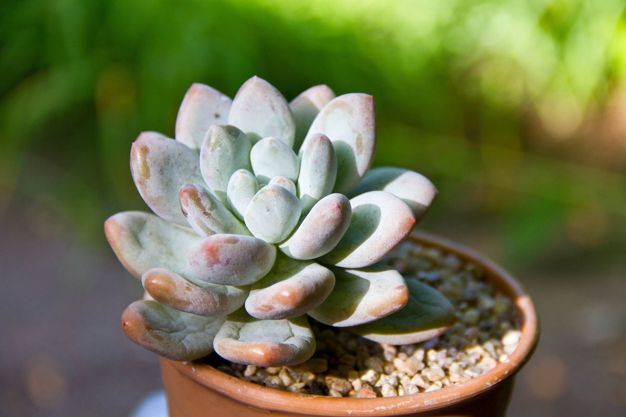 x Graptoveria Opalina