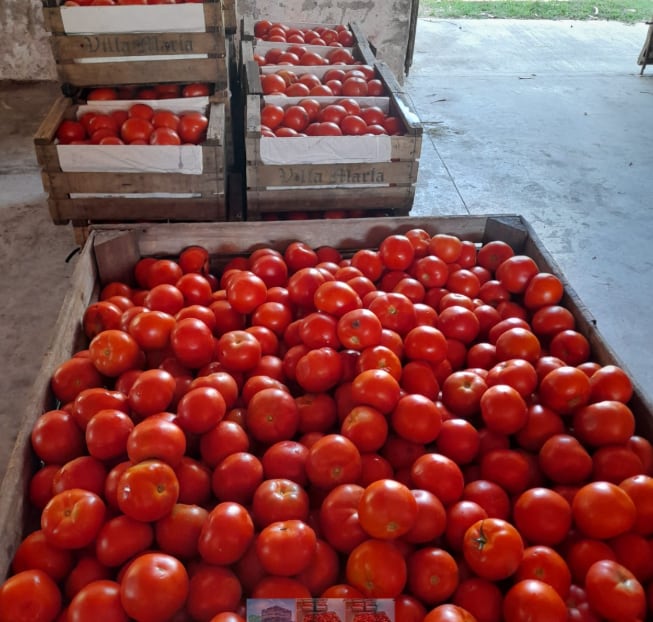 El uso del tomate y su pulpa en la alimentación animal ayuda a reducir costos de producción, aprovechar residuos y disminuir el impacto ambiental