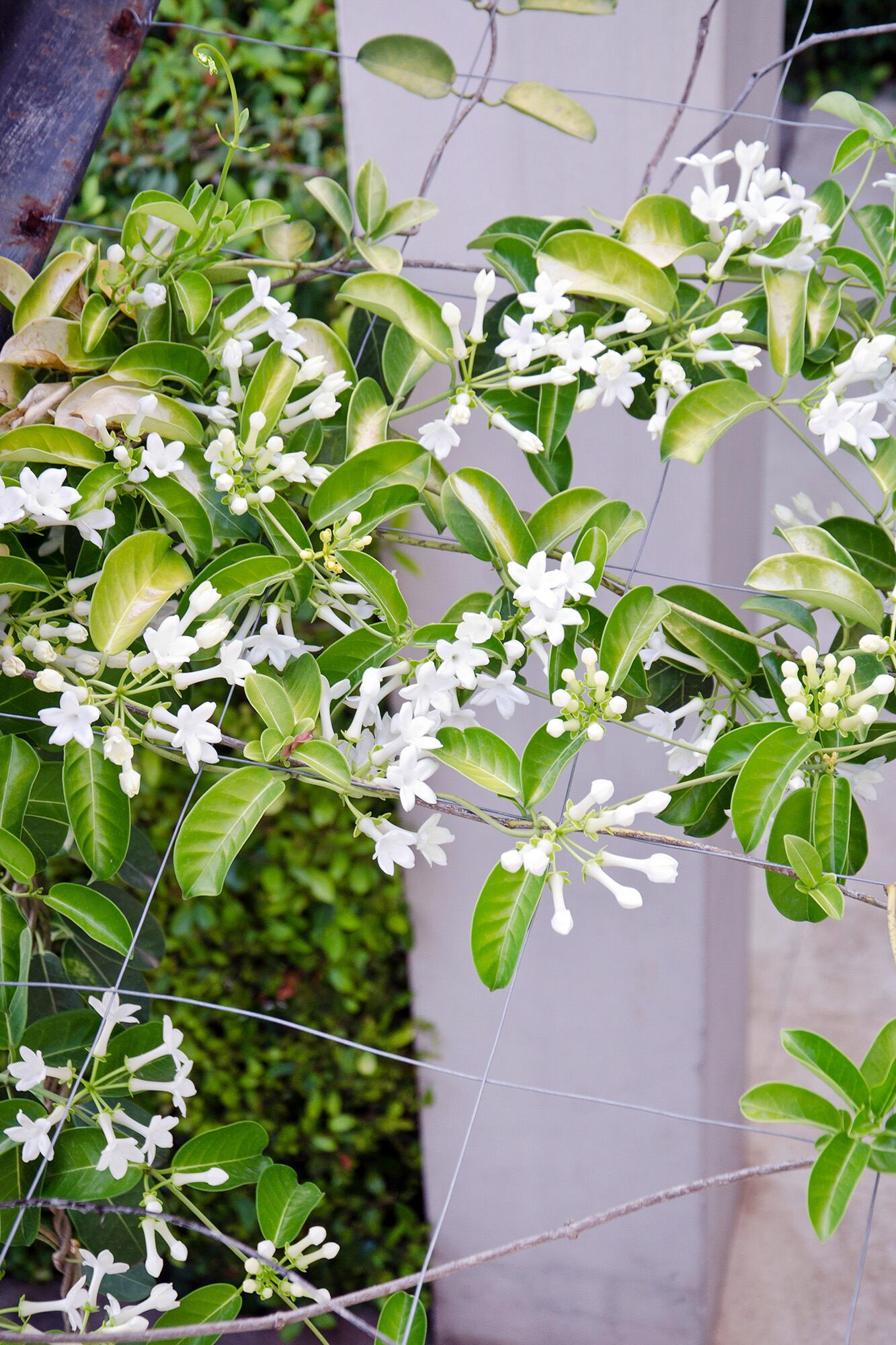 El jazmín de Madagascar, Stephanotis floribunda, es de crecimiento más lento en comparación con otros jazmines y se puede cultivar en macetas