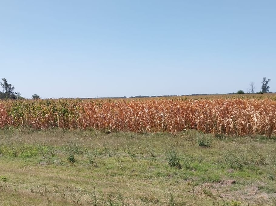 Otro lote con maíz golpeado por la falta de agua