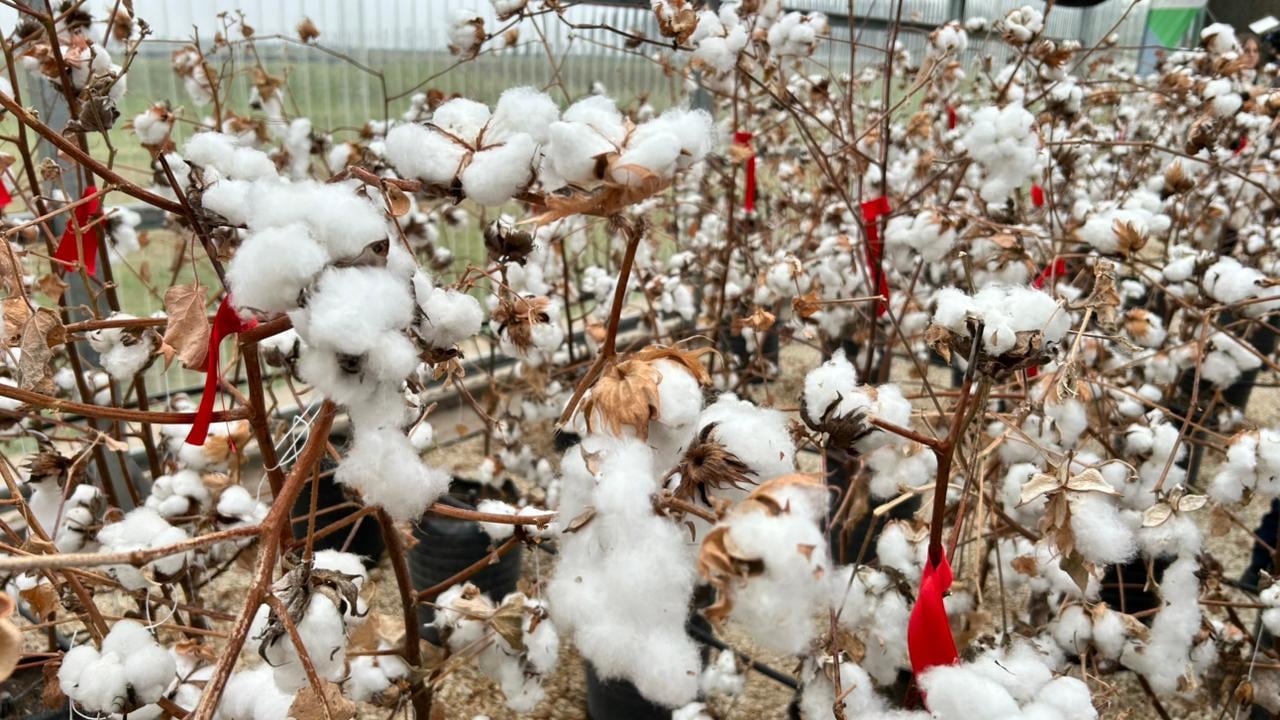 La tecnologÃa fue desarrollada por equipos de la Estación Experimental Agropecuaria del INTA Sáenz Peña y posteriormente incorporada al programa de mejoramiento genético de Gensus