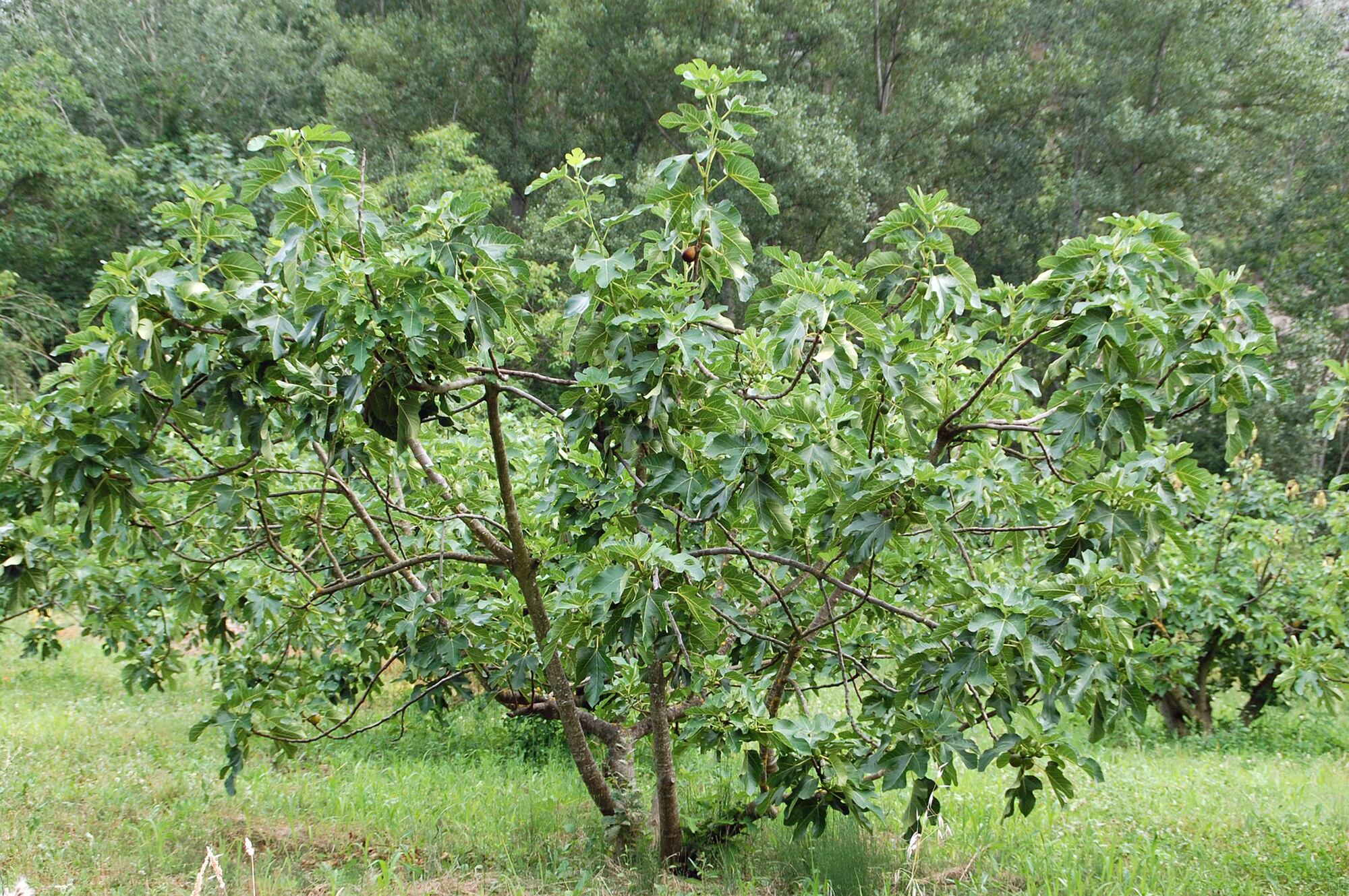 La higuera es un árbol muy rústico que no requiere mayores cuidadaos, soporta algo de frío y se adapta a terrenos secos y pedregosos
