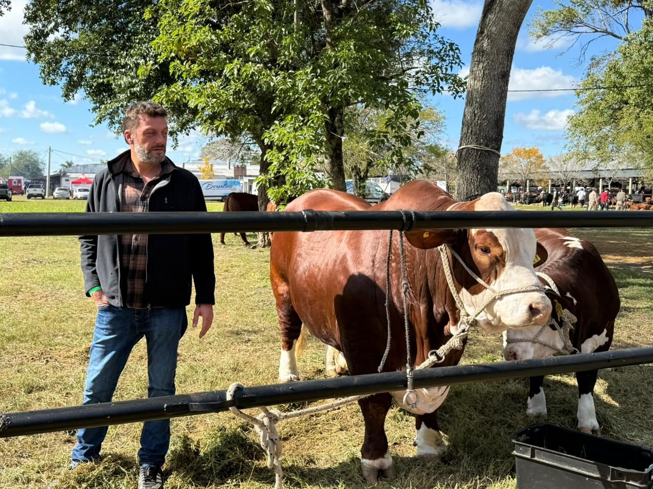 El toro “Lucas”, que ganó como mejor ejemplar en Expoagro, está en Las Nacionales