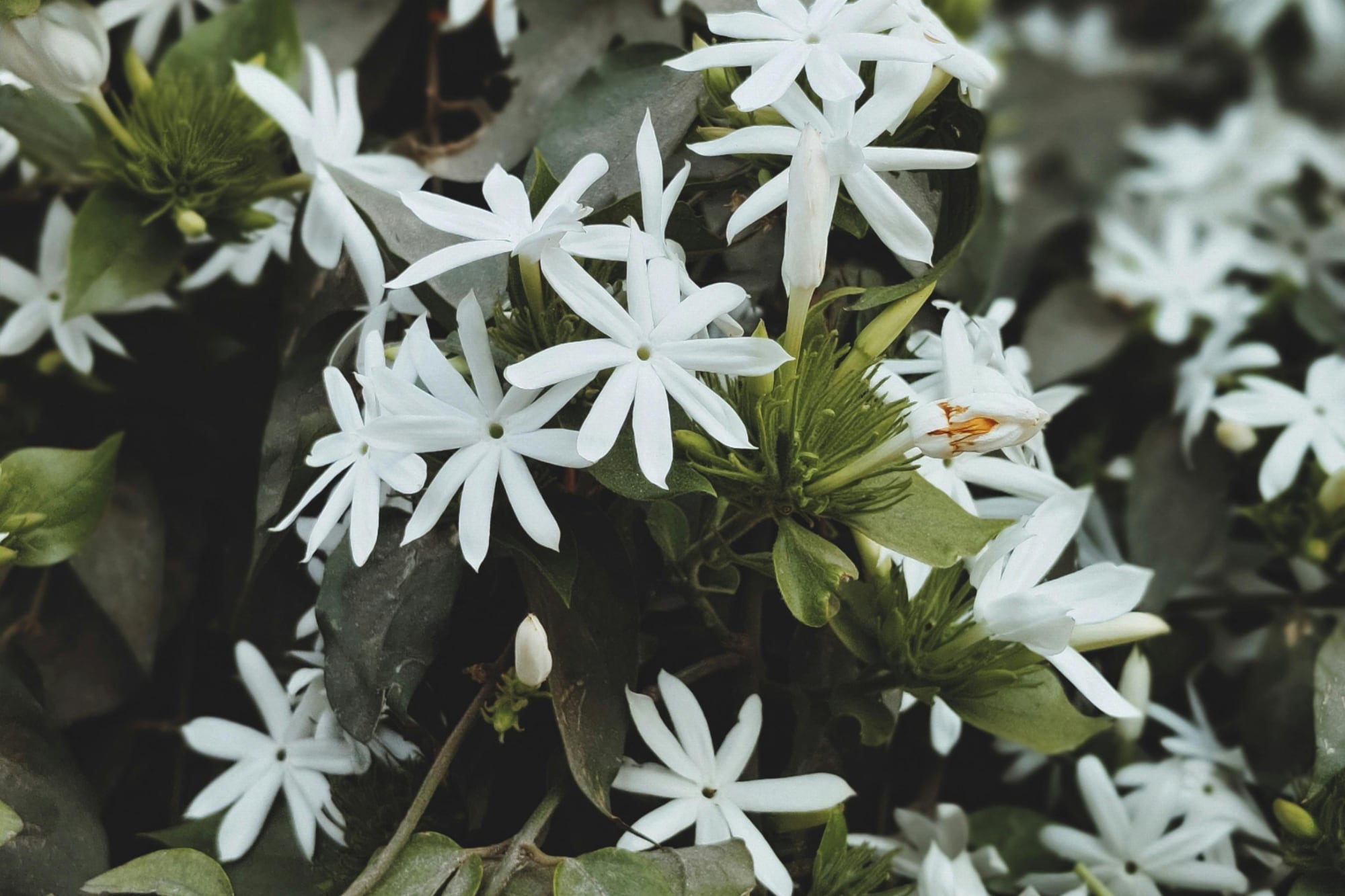 Magia nocturna: cuáles son las flores que se abren de noche y cómo cuidarlas
