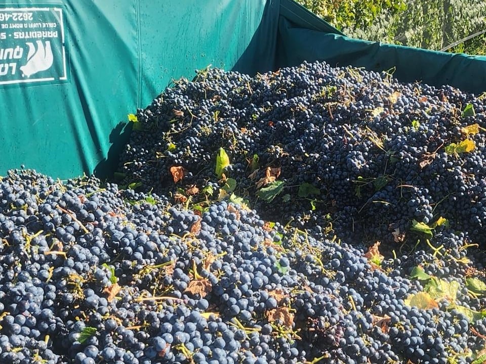 Según datos de la Coviar, botella, etiquetas, tapón, cápsula y otros insumos representan una mayor proporción del costo que el propio vino