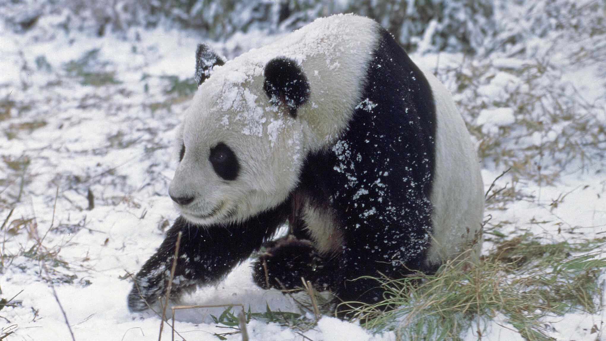 El colorido de los pandas puede ayudarles a camuflarse en su hábitat natural (Foto: GETTY IMAGES)