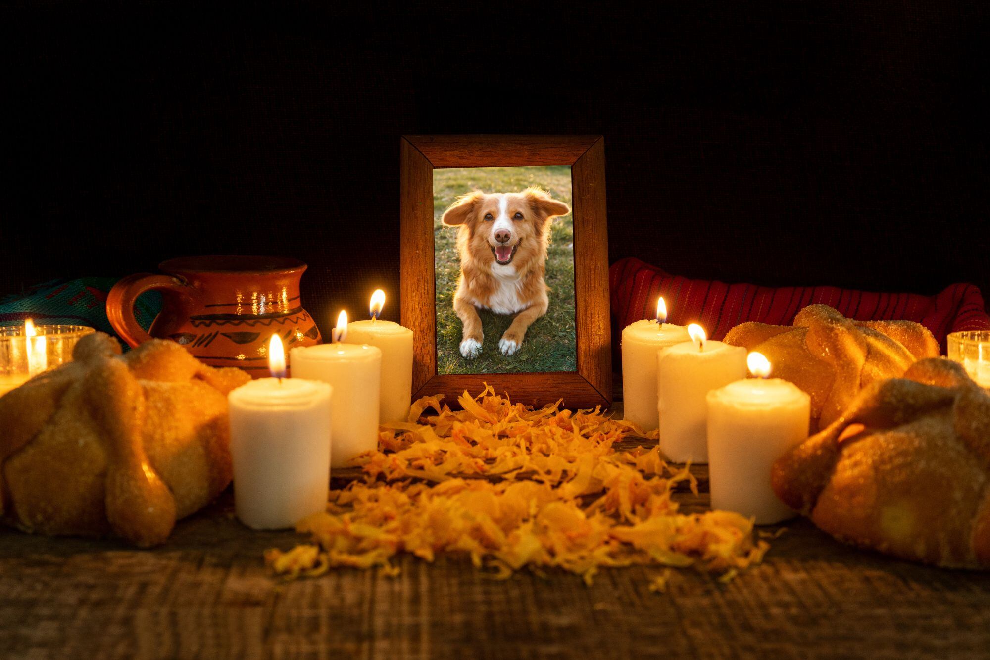 El Día de Muertos de las mascotas honra a los animales de compañía fallecidos (Archivo)