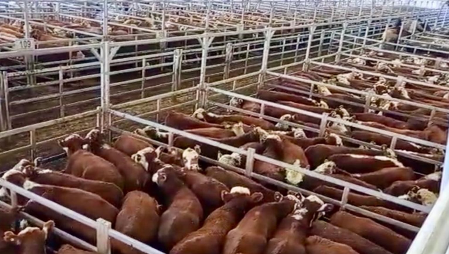 Demanda selectiva y precios en baja en el Mercado Agroganadero de Cañuelas