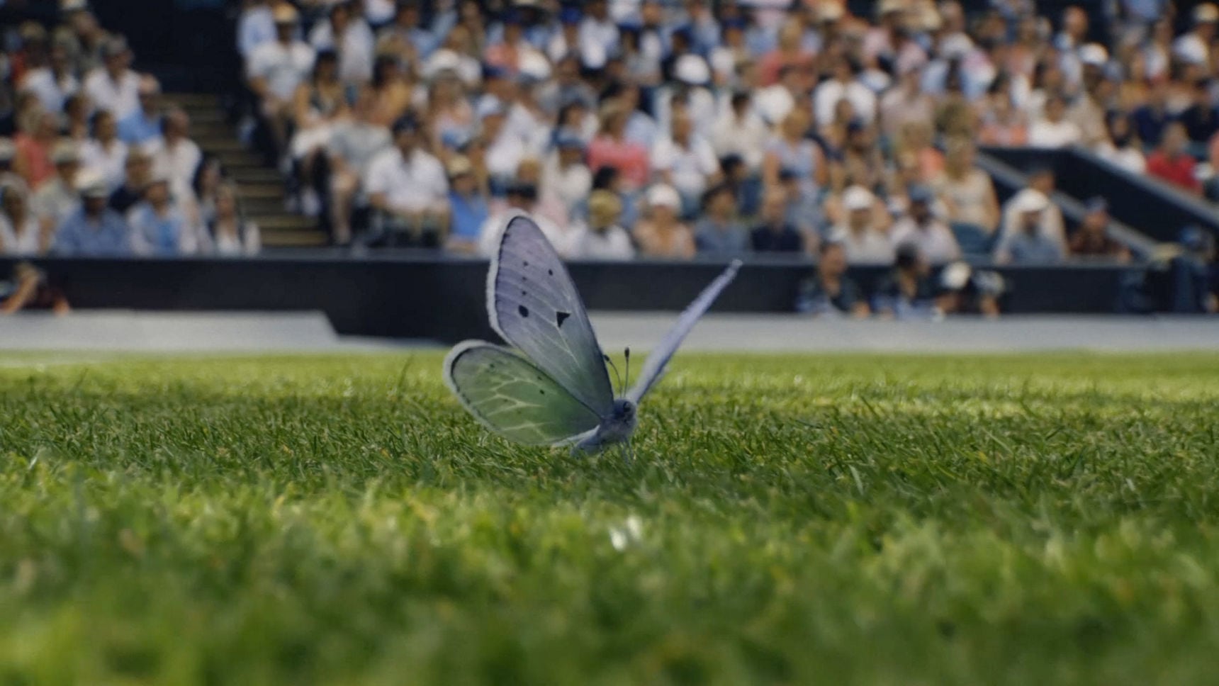 Wimbledon abre la temporada de césped con una pieza cinematográfica que celebra la belleza y la batalla del tenis