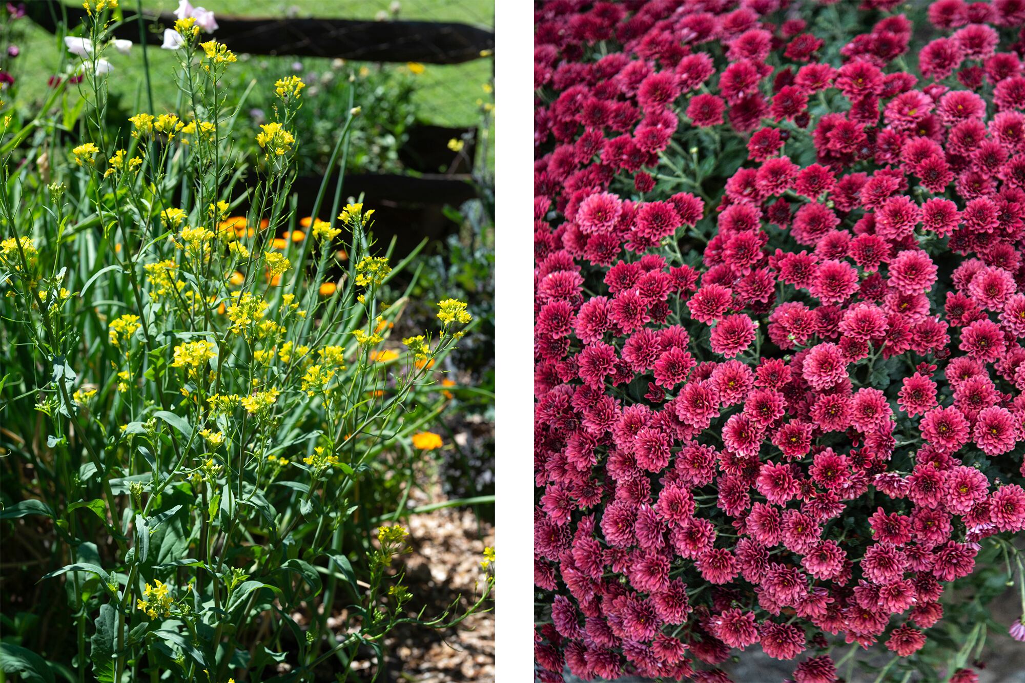 La Brassica acumula los restos de la lluvia ácida formando una capa protectora en el jardín y su entorno. A la derecha, el Chrysanthemum Spray es capaz de absorber por sus estomas formaldehídos, tricloroetilenos y bencenos.