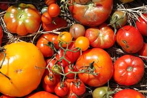 Salven al tomate. Buscan recuperar su sabor con semillas del siglo pasado