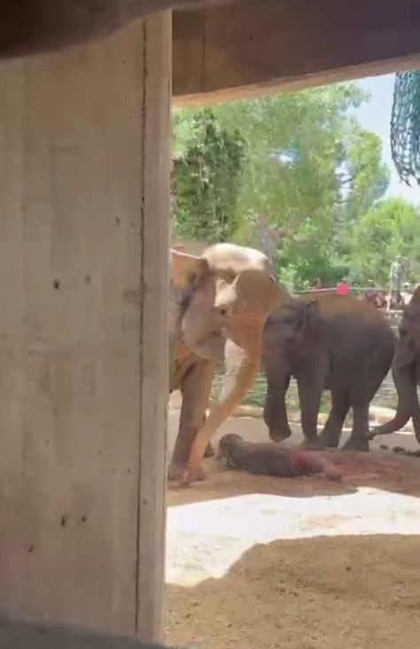 Así fue el nacimiento de una cría de elefante asiático en el Zoo Aquarium de Madrid (Captura: Instagram @zoo_aquarium_madrid)