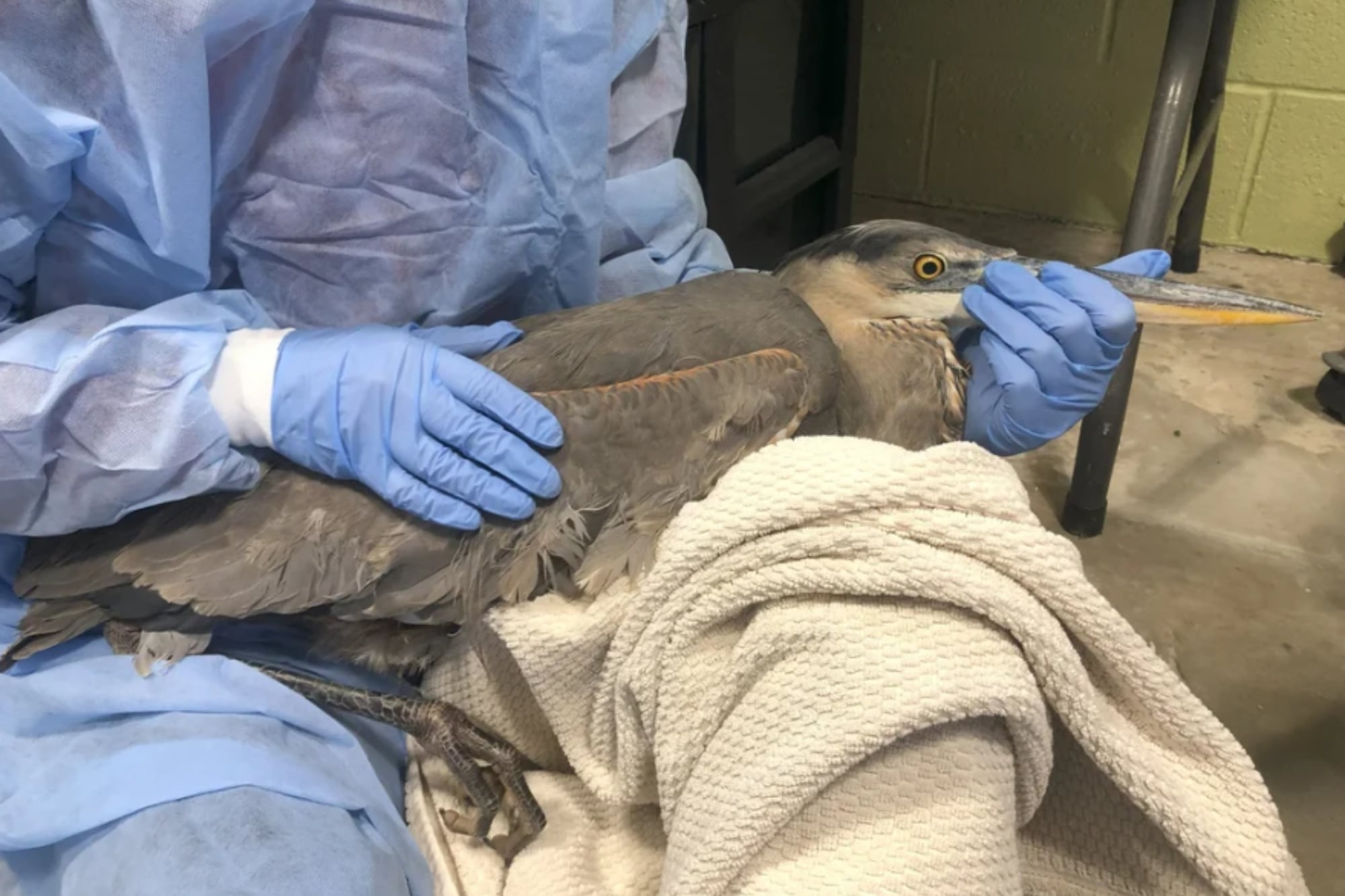 Una garza volvió a la naturaleza después de quedar atrapada en un hilo de pesca en Pensilvania