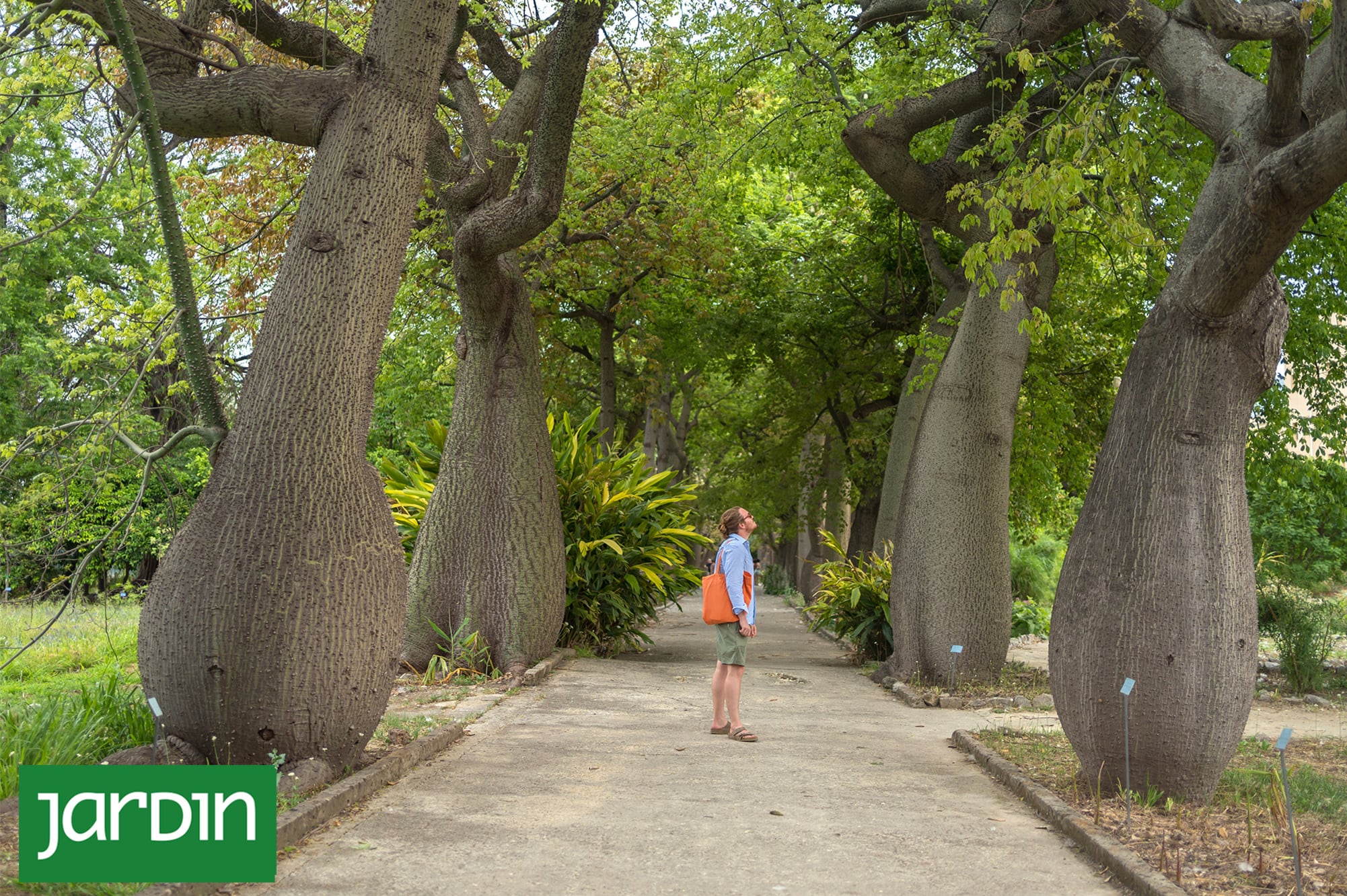 Tiene espinas, panza y flores de seda: el árbol nativo que en realidad es una suculenta