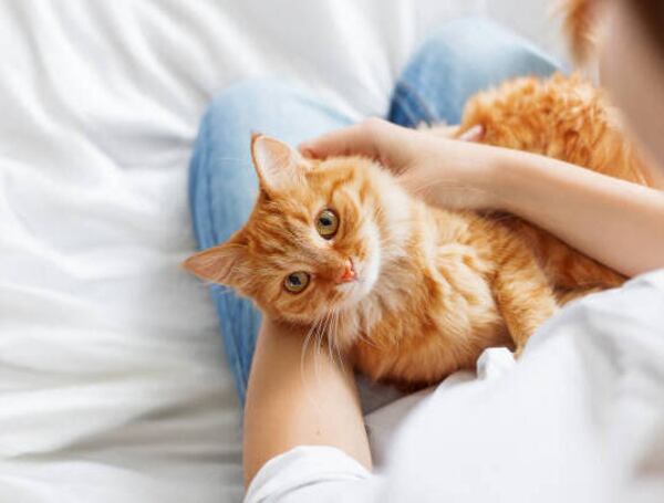 También tiene que ver con la necesidad de contacto y compañía