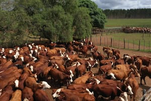 ¿Es realmente posible producir sin garrapatas?