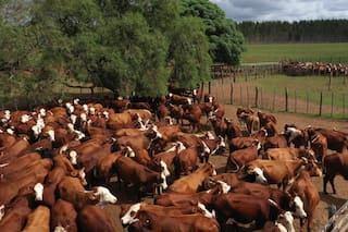 ¿Es realmente posible producir sin garrapatas?