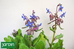 El vegetal que ayuda a controlar el colesterol y previene accidentes vasculares