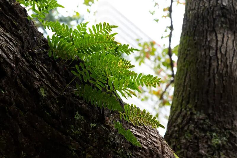 La variedad de plantas que tienen esta aparente capacidad de resucitar es sorprendente, aseguran los expertos